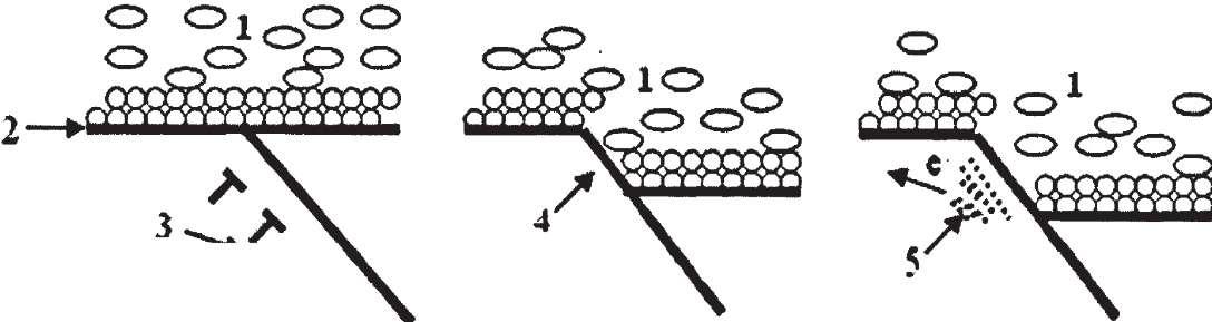 再鈍化過程的循環(huán)往復(fù)。如圖1.3 所示